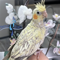 Cockatiel - Cinnamon Pearl - Female