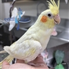 Cockatiel - Lutino - Female