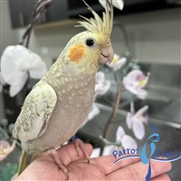 Cockatiel - Cinnamon Pearl - Female