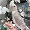 Cockatiel - White Face Cinnamon Pied - Female