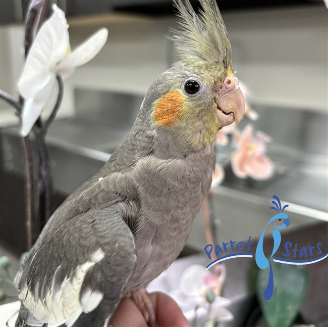 Cockatiel - Grey - Male