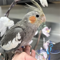 Cockatiel - Grey - Male