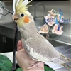 Cockatiel - Cinnamon - Male