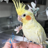 Cockatiel - Lutino- Female