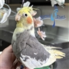 Cockatiel - Grey Pied - Male