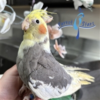 Cockatiel - Grey Pied - Male