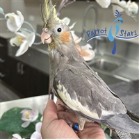 Cockatiel - Grey - Female