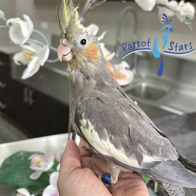 Cockatiel - Grey - Female