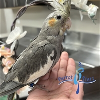 Cockatiel - Grey - Male