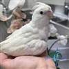 Cockatiel - Albino - Female