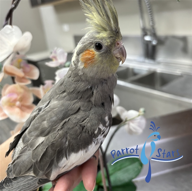 Cockatiel - Grey - Male