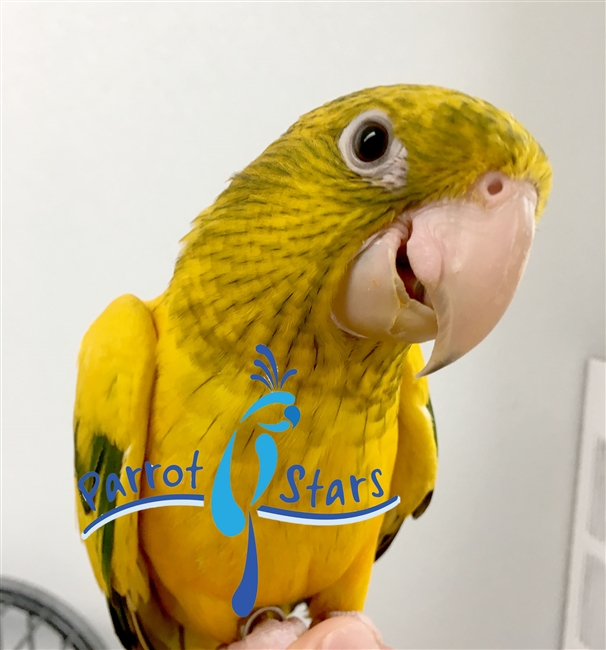 Golden Conure - Queen of Bavaria - Female