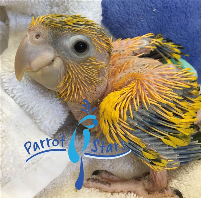 Golden Conure - Queen of Bavaria - Male