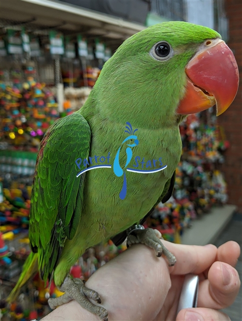 Alexandrine Ringneck Parakeet - Male