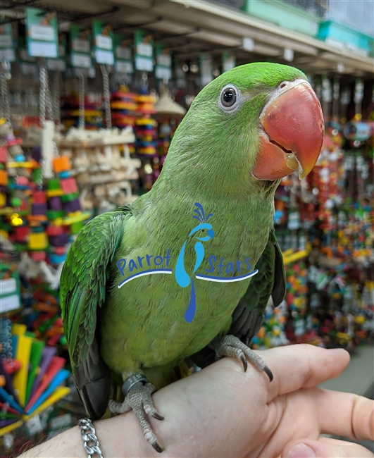 Alexandrine Ringneck Parakeet - Female