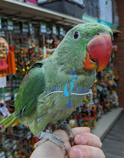 Alexandrine Ringneck Parakeet - Male