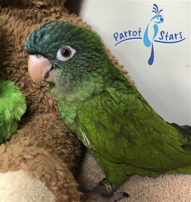 Blue Crown Conure - Female