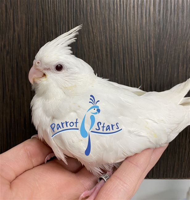 Cockatiel - Albino -