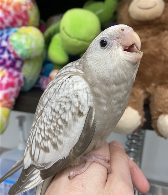 Cockatiel - Cinnamon White Face Pearl - Female