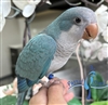 Quaker - Blue - Male