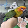 Sun Conure - Female