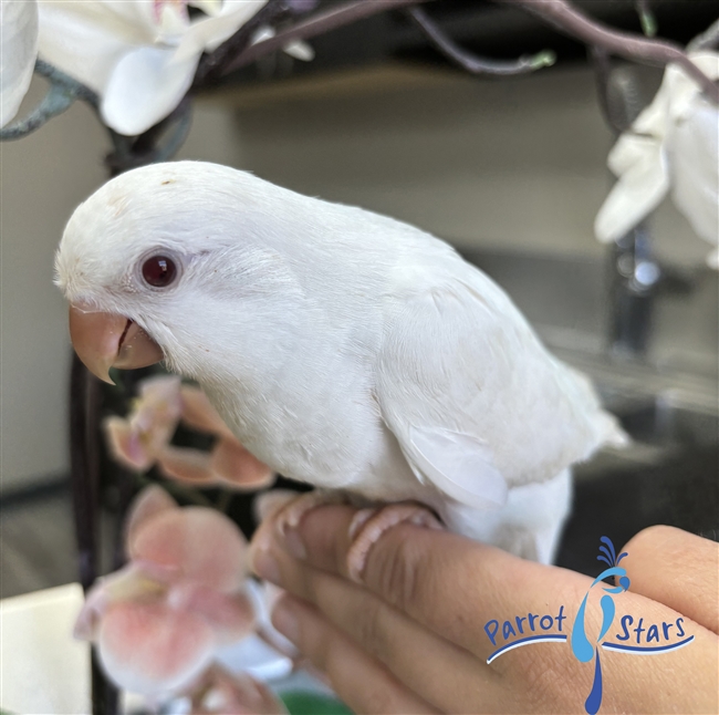 Quaker - Albino - Female