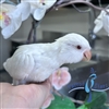 Quaker - Albino - Male