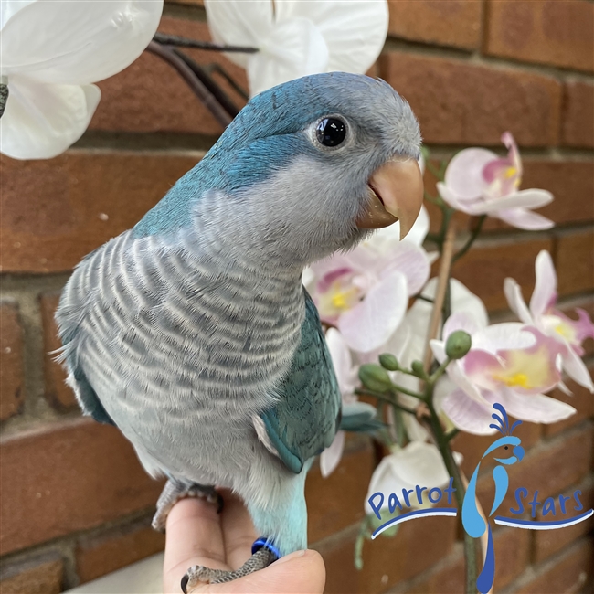 Quaker - Blue - Female