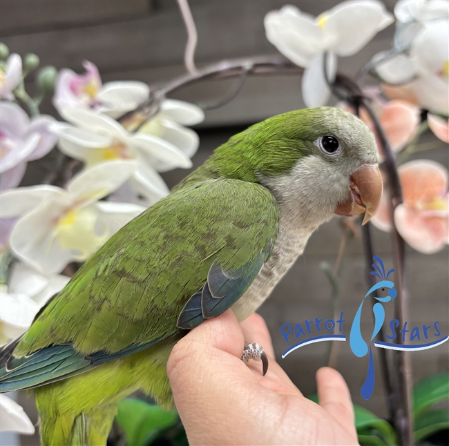 Quaker - Green - Female