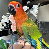 Jenday Conure - Red Factor - Female