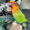 Jenday Conure - Red Factor - Male