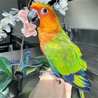 Jenday Conure - Red Factor - Male