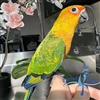 Jenday Conure - Female