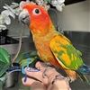 Red Factor Sun Conure - Male