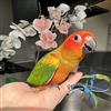 Red Factor Sun Conure - Male