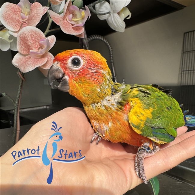 Sun Conure - Female