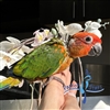 Sun Conure - Female