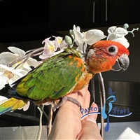 Red Factor Sun Conure - Female