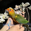 Sun Conure - Female