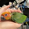 Sun Conure - Male