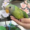 Plum Headed Parakeet - Male