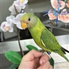 Plum Headed Parakeet - Female