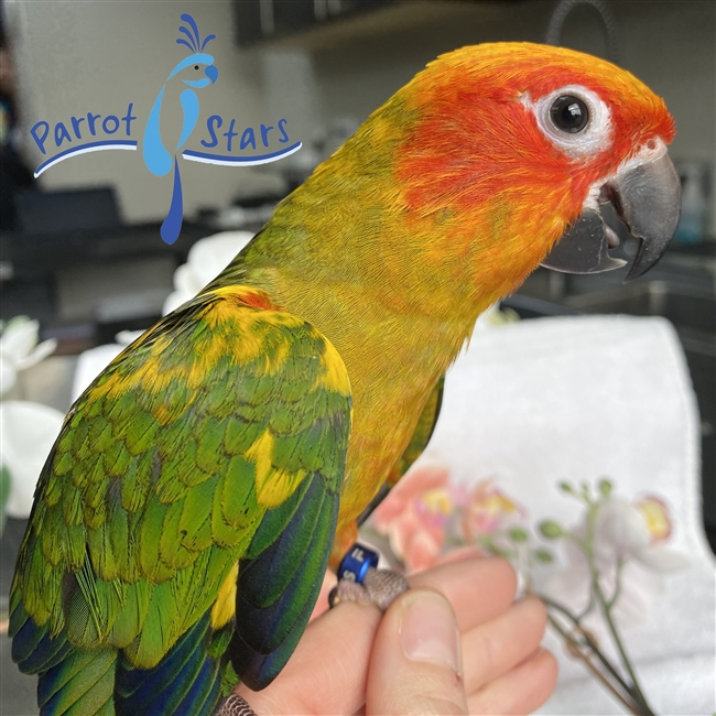 Sun Conure - Male