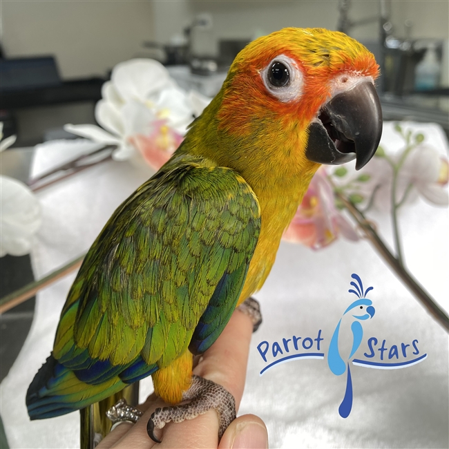 Sun Conure - Male