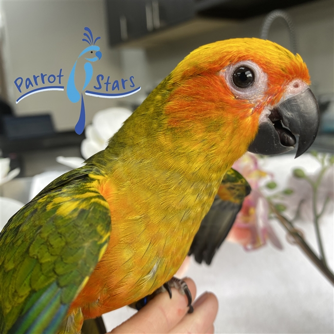 Sun Conure - Female