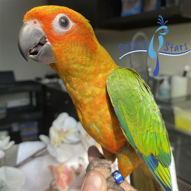 Sun Conure - Male