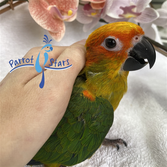 Sun Conure - Male