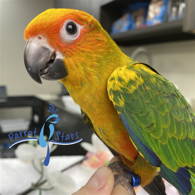 Sun Conure - Male