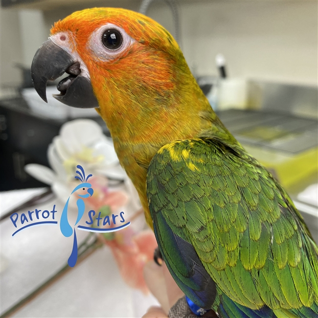 Sun Conure - Male