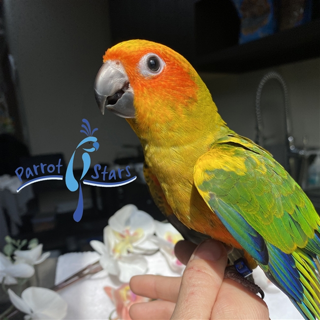 Sun Conure - Female